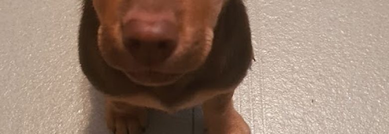 ST. MAARTEN Veterinary Clinic